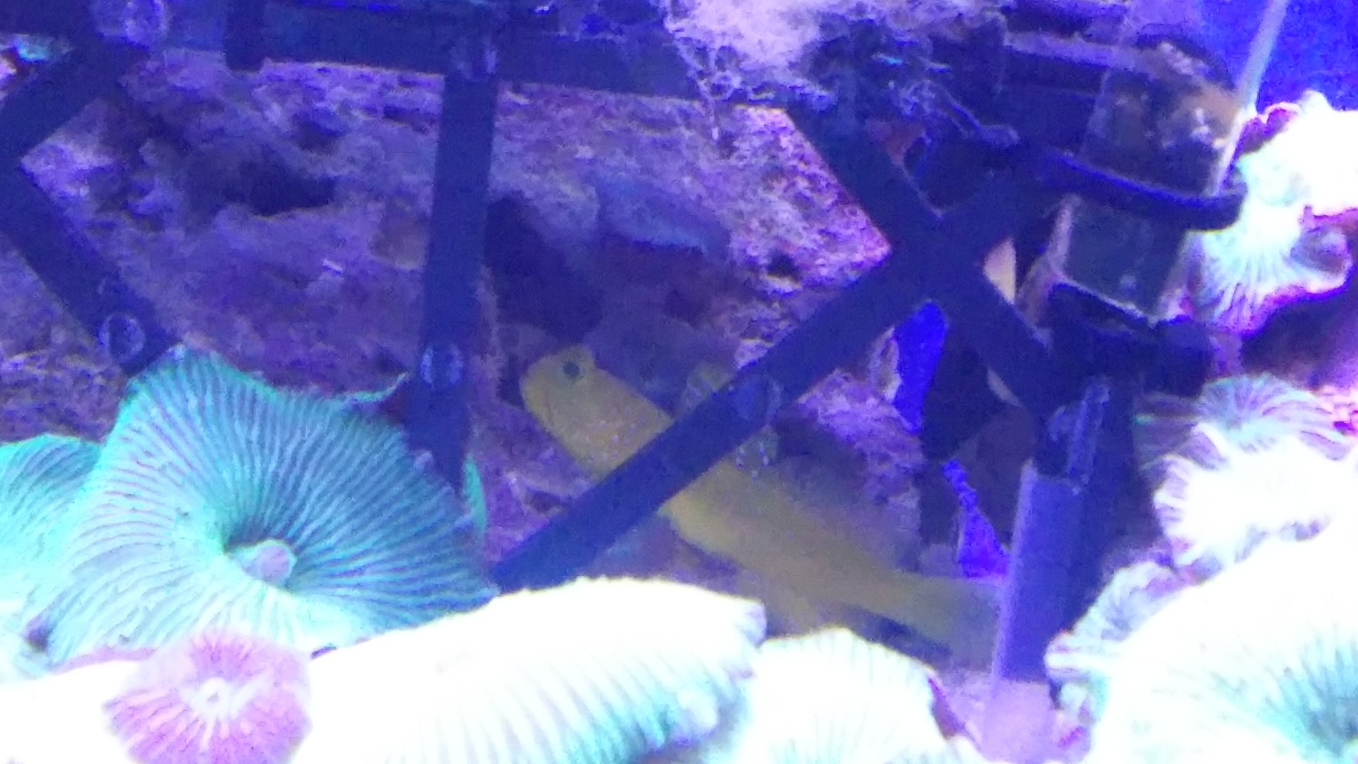 ギンガハゼも生きていた バイクと海水魚 サンゴ飼育 Vol 2